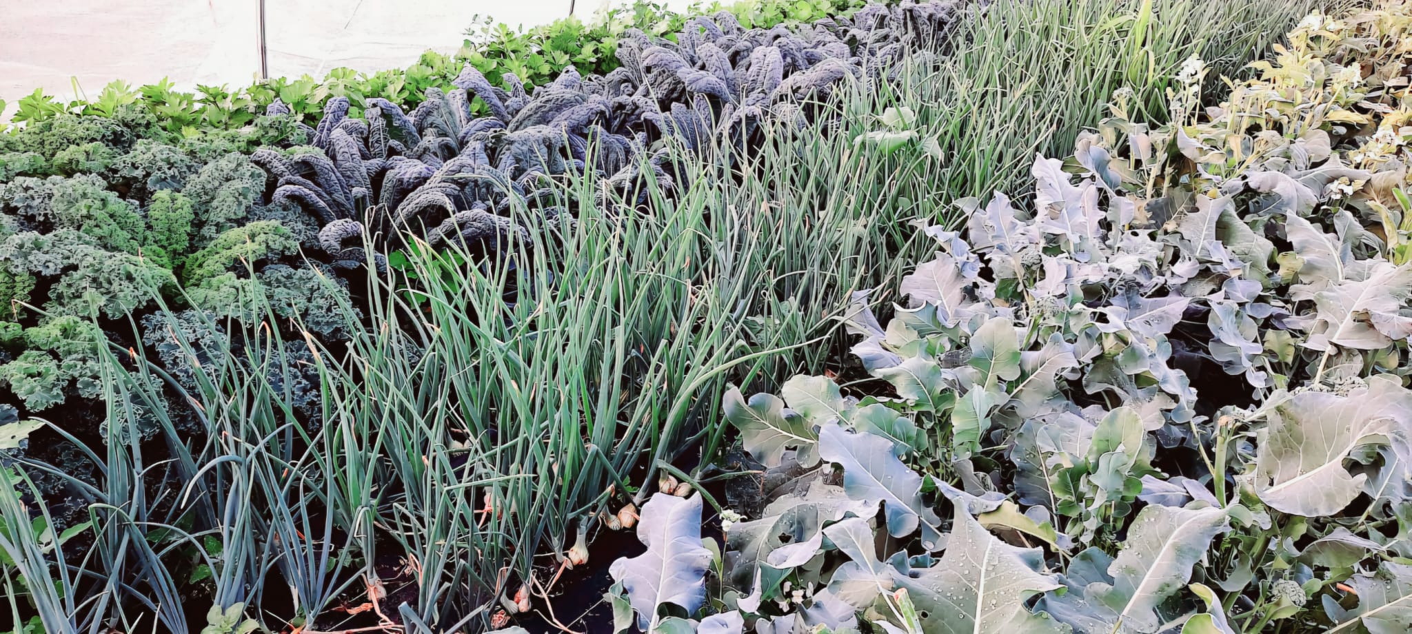 Vegetable garden