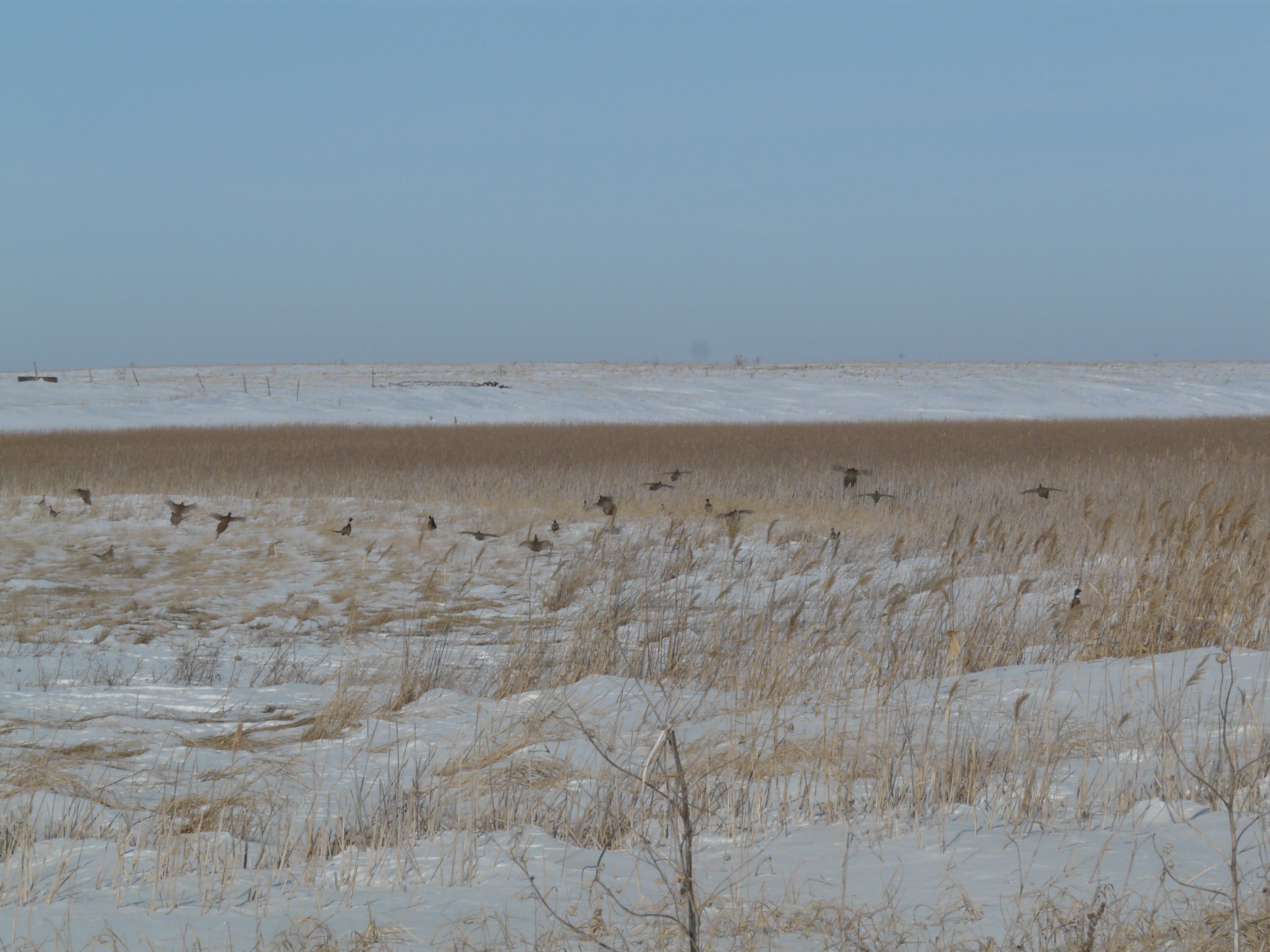 Birds flying over a snow covered wetland