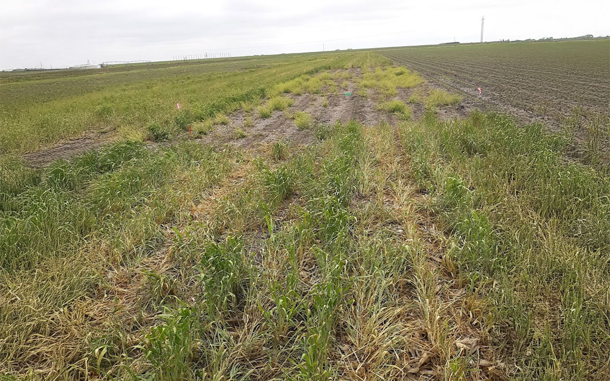 Cropland illustrating soil surface cover in instances where there is and is not rye cover crops planted.