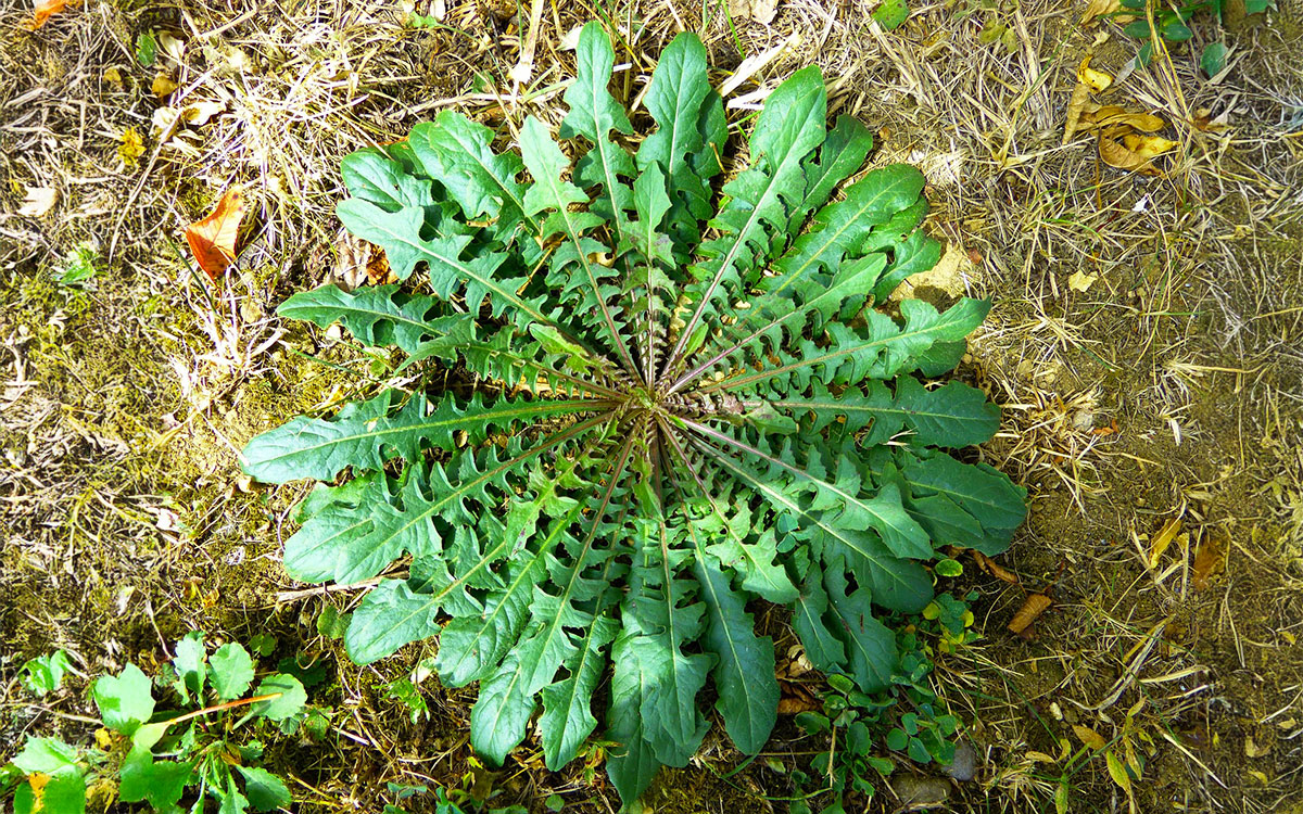 Large, green dandelion floret growing in a yard.