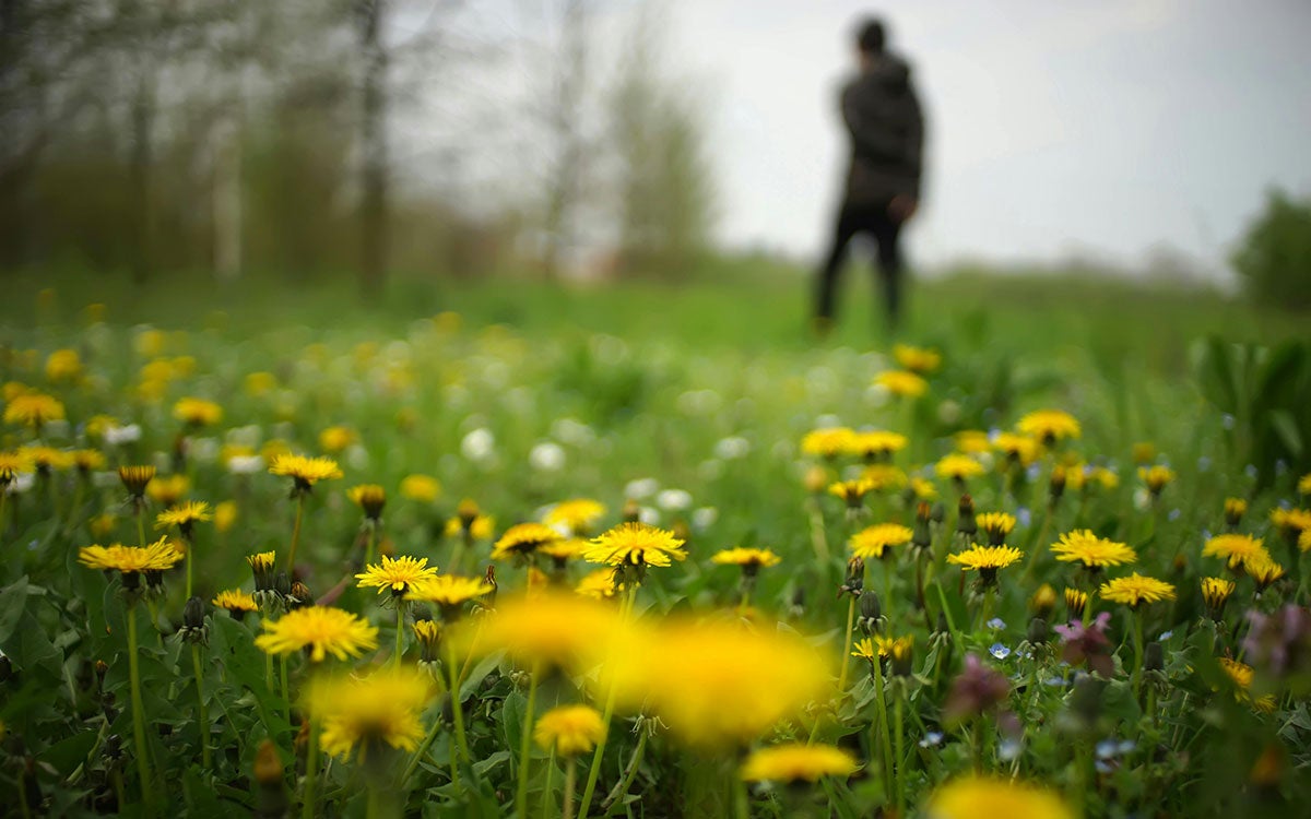 Large bunches of dandelions blooming in a yard in early spring.