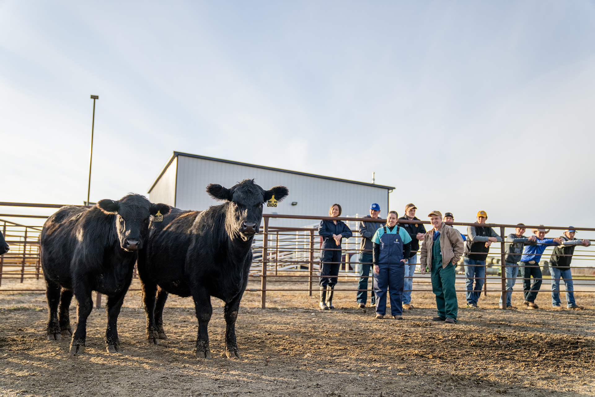 group of students looking at a pair of beef cattle