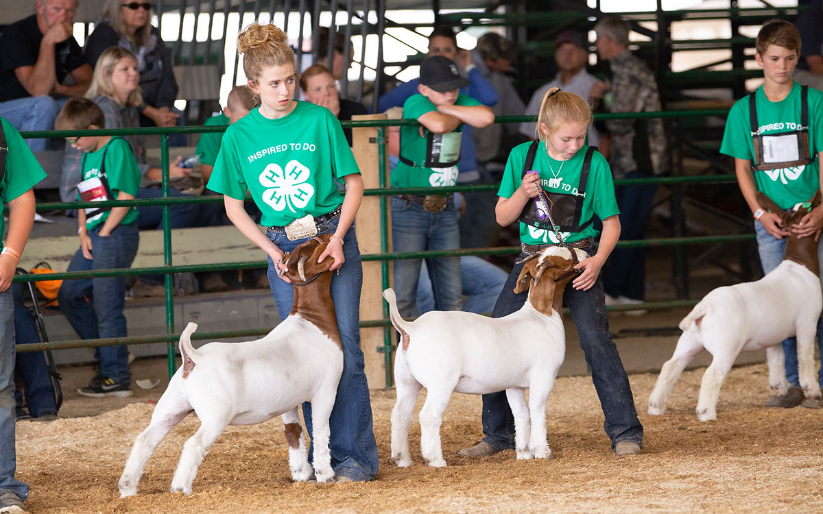 4-H youth presenting goats in a show ring.