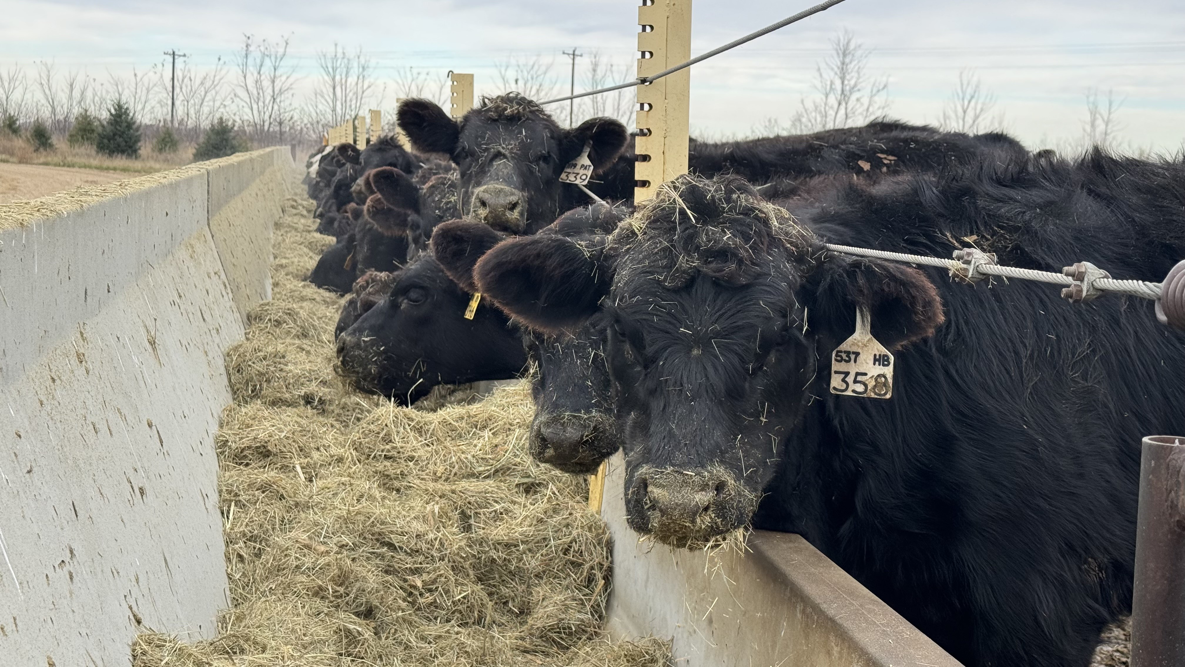 Black cattle heads poke out of a fence into a cement feeding trough filled with hay