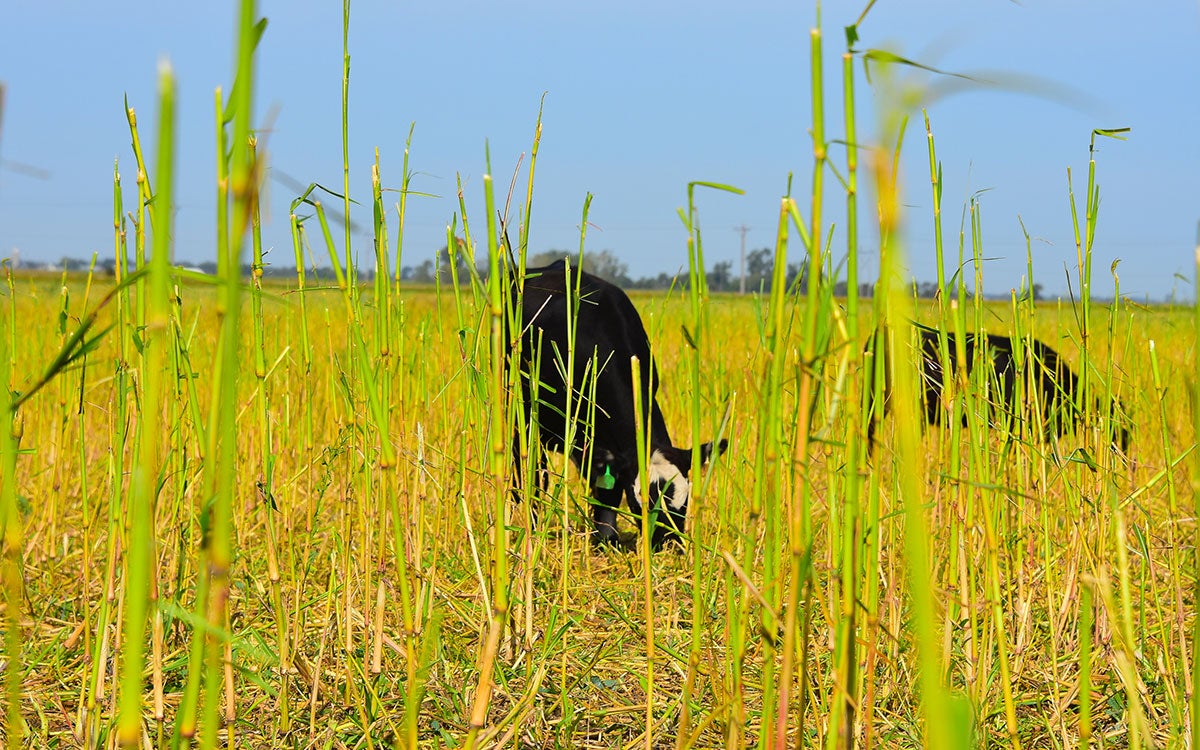 Cattle grazing failed crops in early spring.