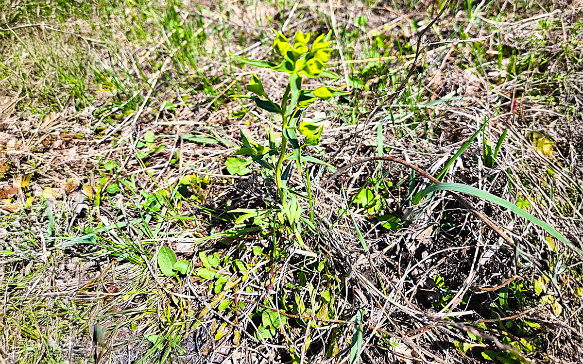 A green leafy spurge plant with small, yellow bracts at top. Various brown and green plants surround the green leafy spurge plant.