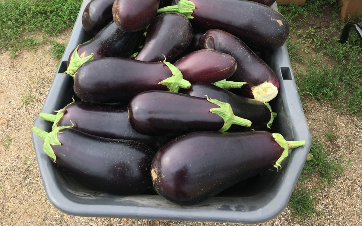 A wheelbarrow full of harvested eggplants.
