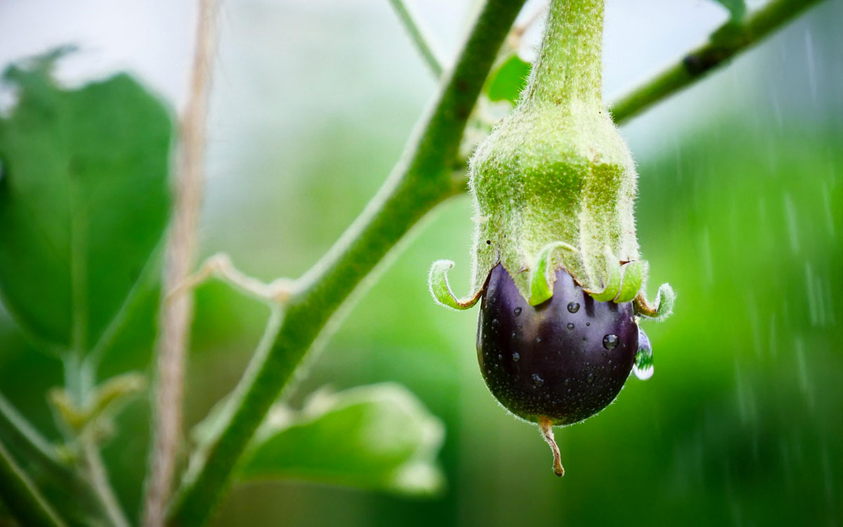 Water drops on a young eggplant fruit growing in a garden.