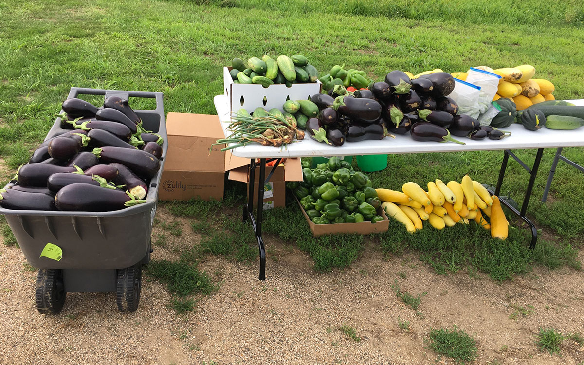 Harvested eggplants and a variety of other produce on display at a community garden.