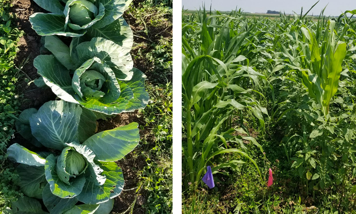 Organic cabbage and sweet corn plants at the SDSU Southeast Research Farm.