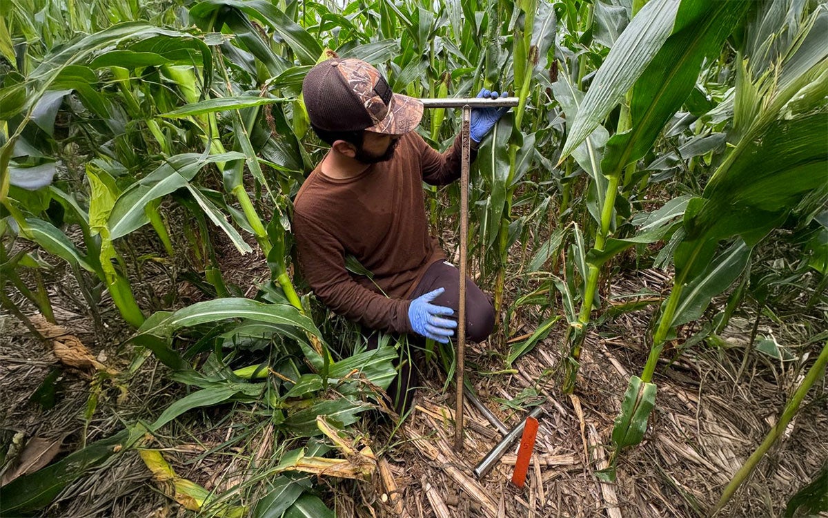 Researcher holding a soil core sampler in a corn field.