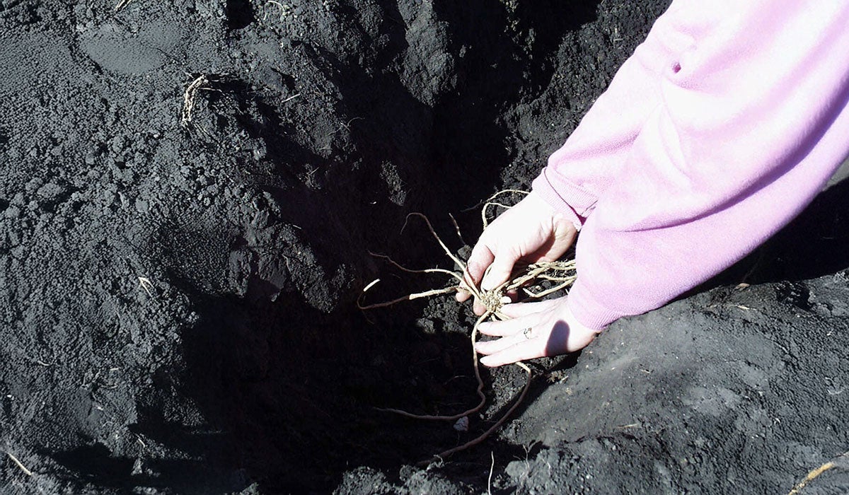 A woman in a pink sweatshirt planting a bare root plant in a garden trench.