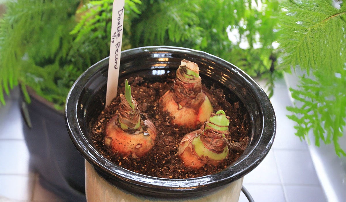 Three amaryllis bulbs in a pot.