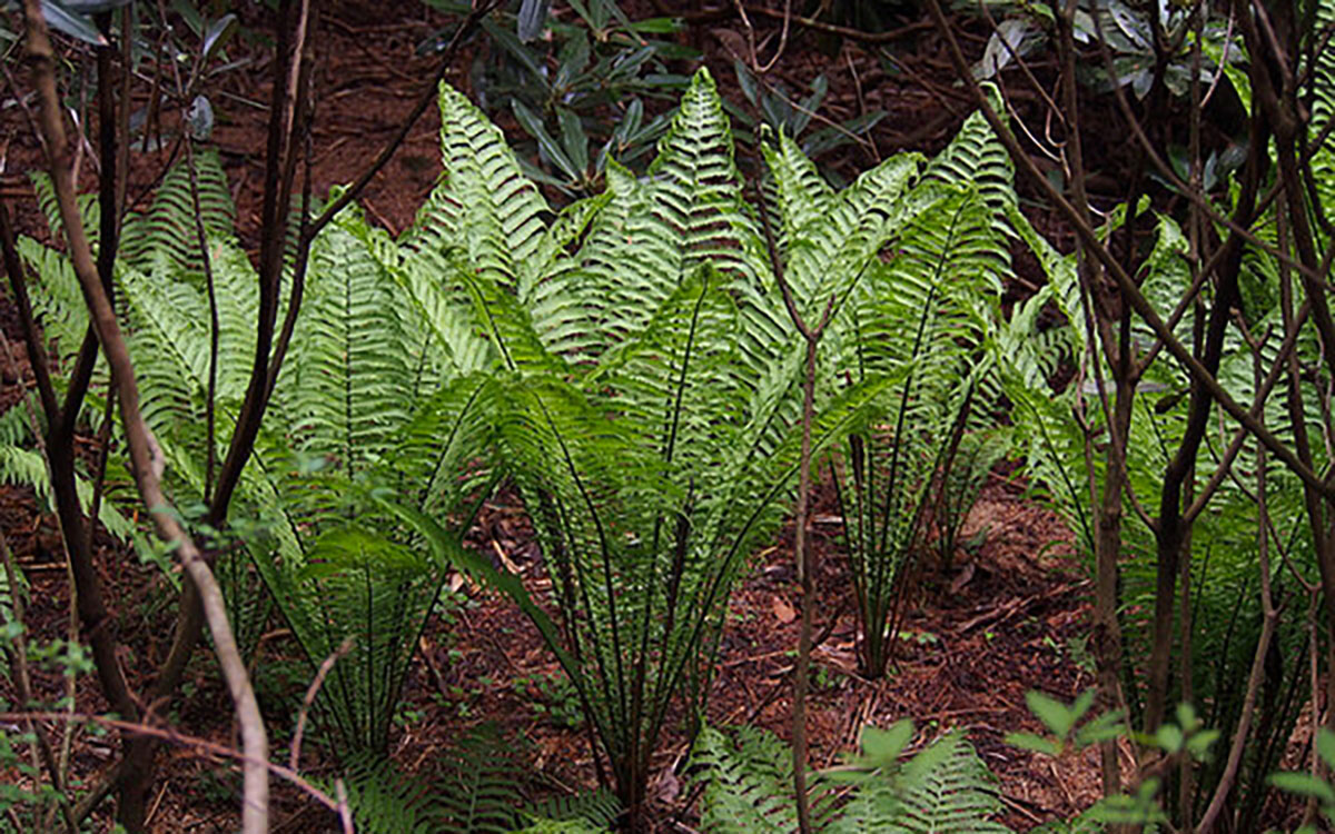 Ostrich fern plants growing in a wooded clearing.
