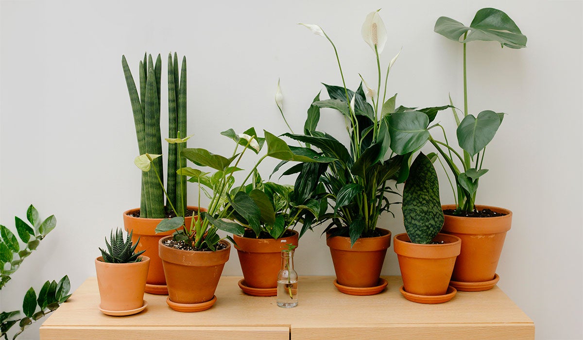 Variety of houseplants arranged on a cabinet.