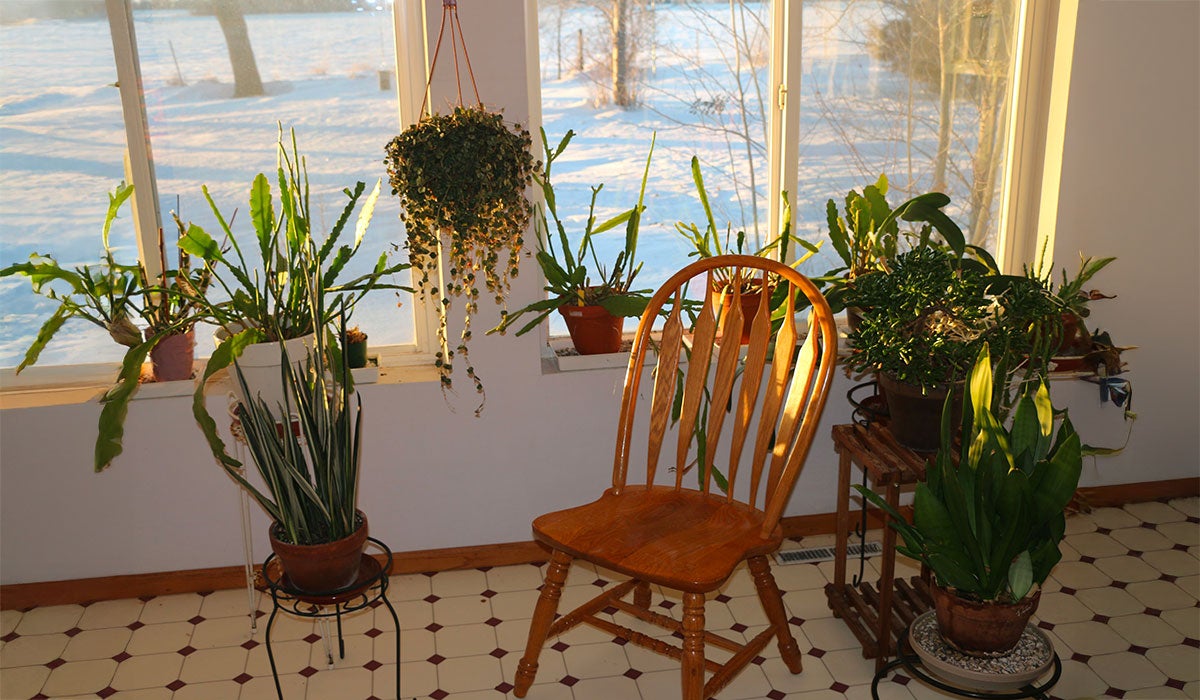 green plants next to a chair next to a window