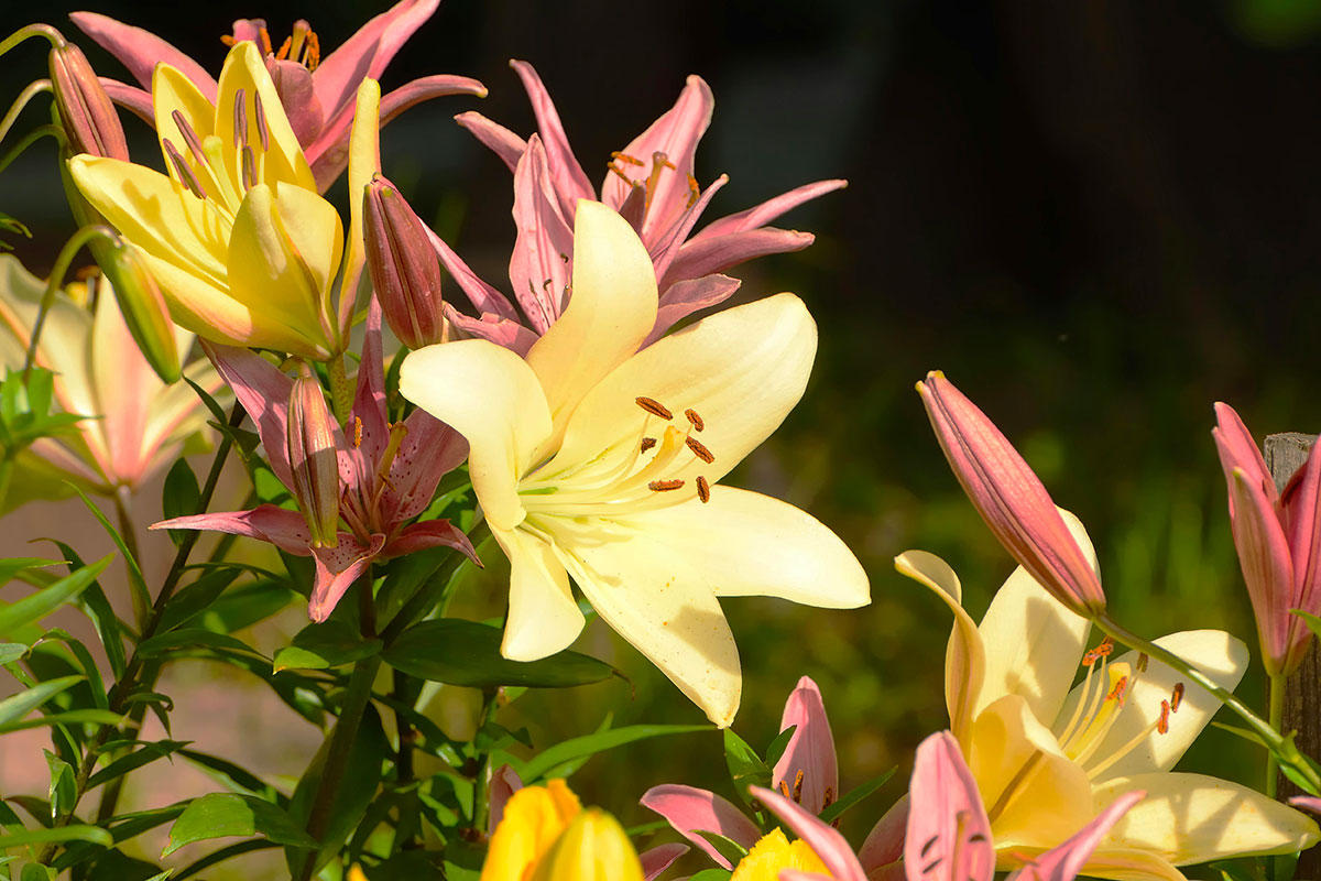 Pink and light-yellow lilies blooming in a garden.