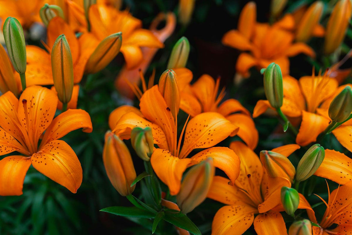 Several bright-orange lily flowers blooming in a garden.