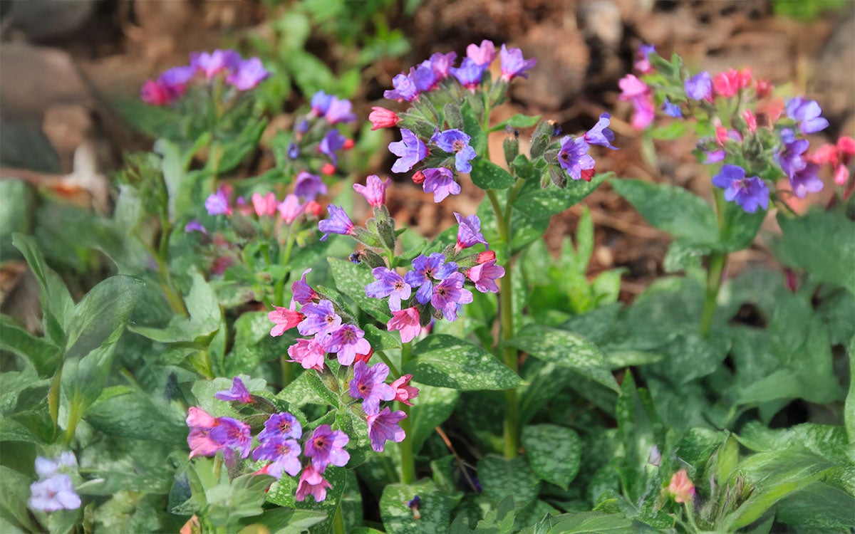 A plant with spotted leaves and several purple and pink flowers blooming from it.