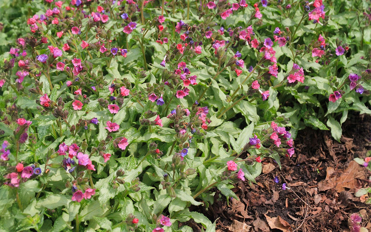 A lush plant with spoted leaves and pink and purple flowers throughout.
