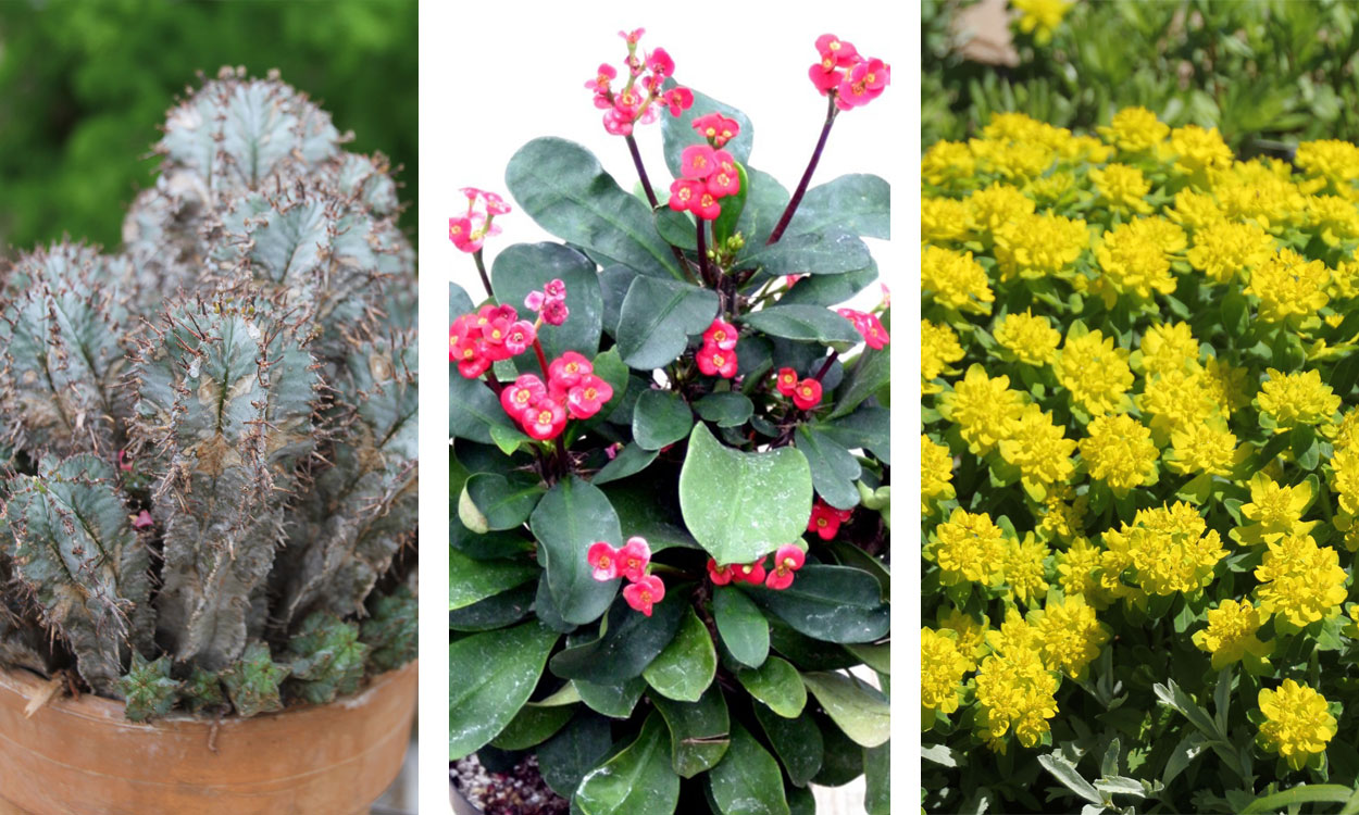 Poinsettia relatives: Euphorbia horrida, crown of thorns, and Euphorbia polychrome.