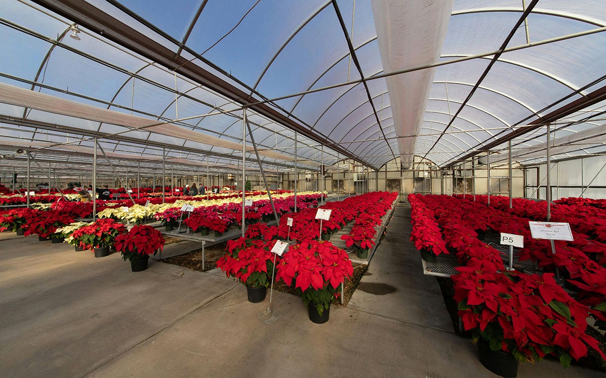 Variety of Poinsettias growing in a greenhouse.