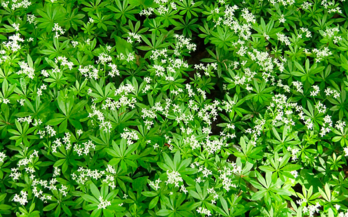 A patch of Sweet Woodruff in bloom in a garden.