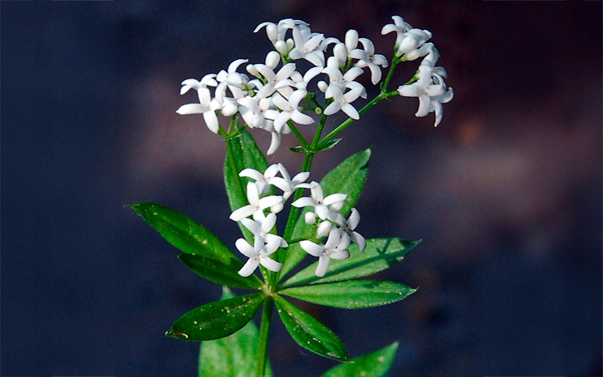 Sweet Woodruff plant with delicate, white flowers blooming.