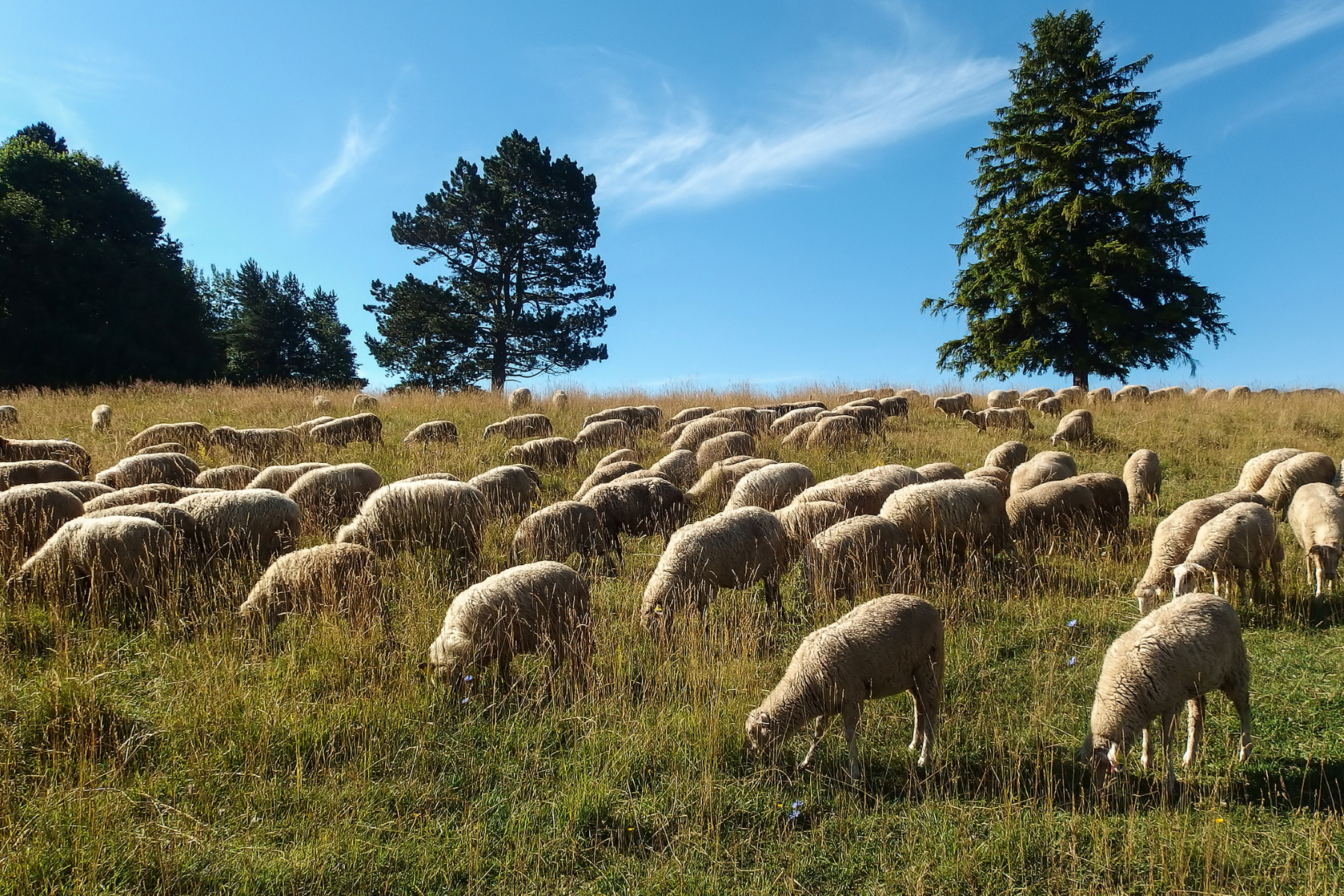 sheep grazing in a pasture