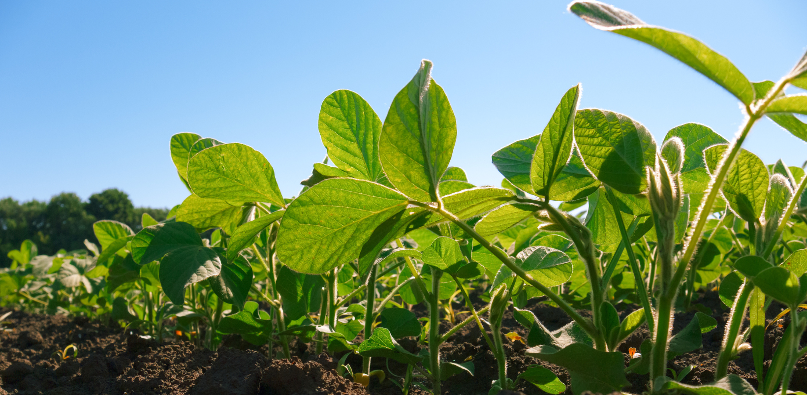 young soybean plants