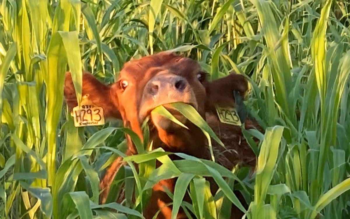 Cow grazing on sudangrass.