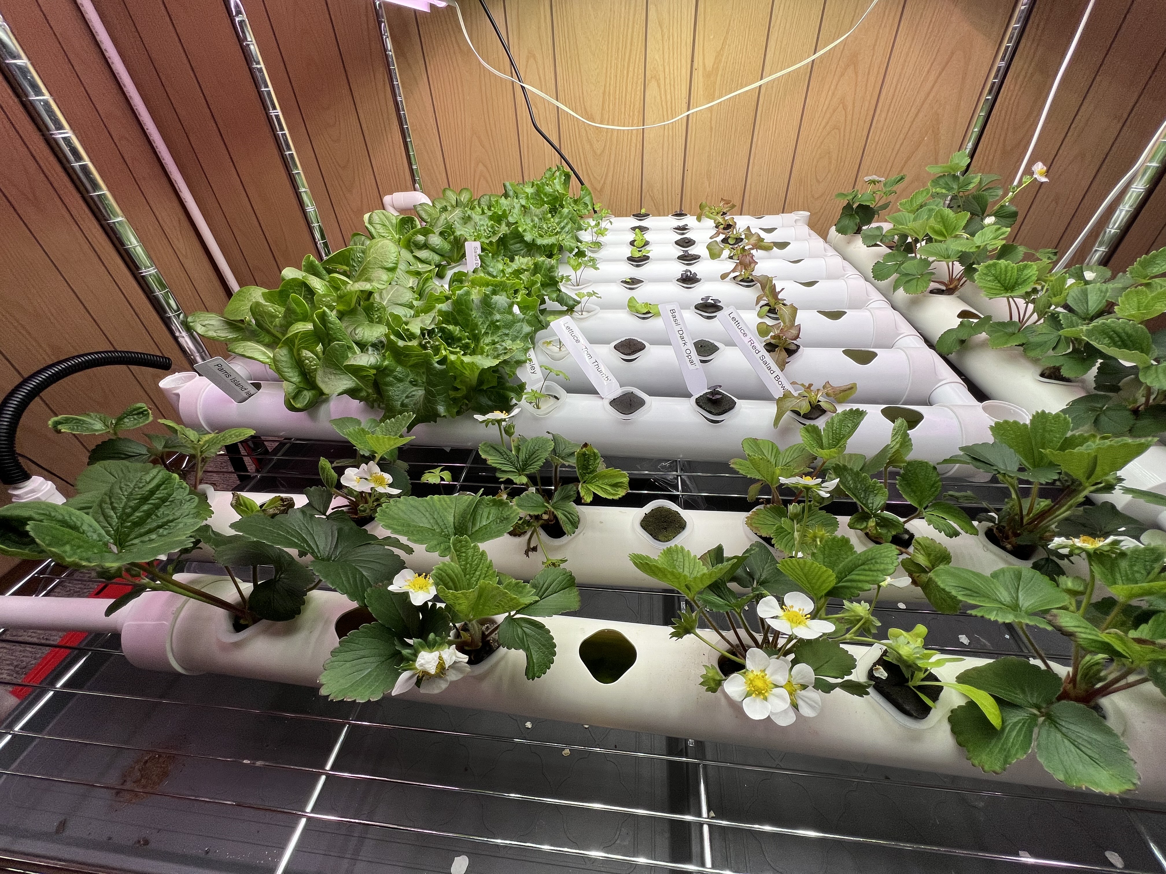 Example of a small-scale hydroponic growing system growing different varieties of herbs and lettuce