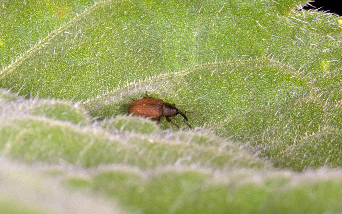 Adult red sunflower seed weevil on a sunflower leaf.