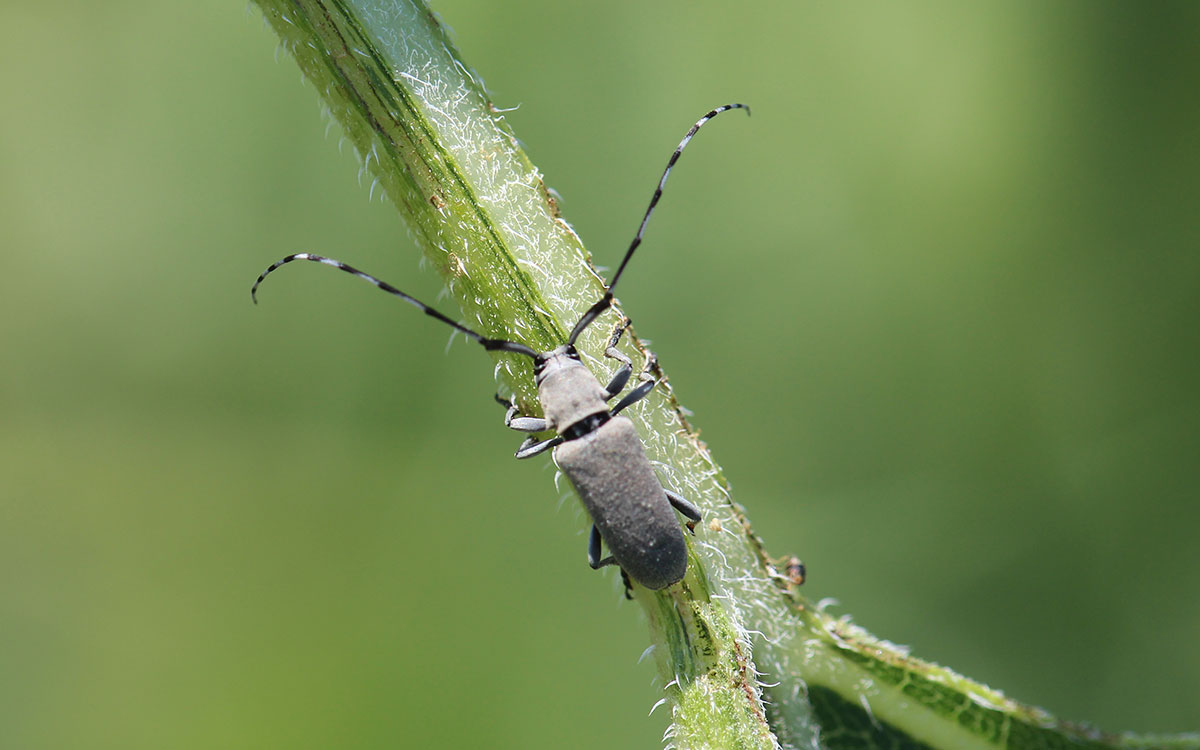 Gray beetle with long antennae.