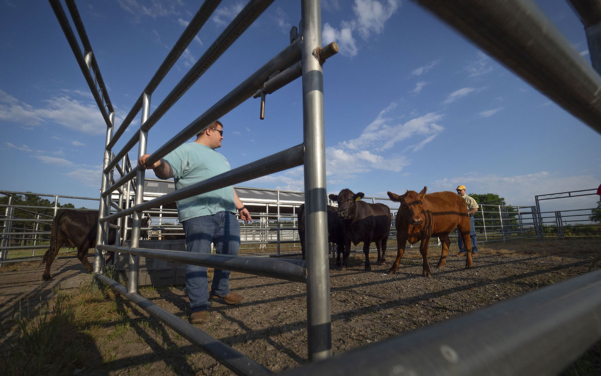 Producers working cattle in a holding pen.