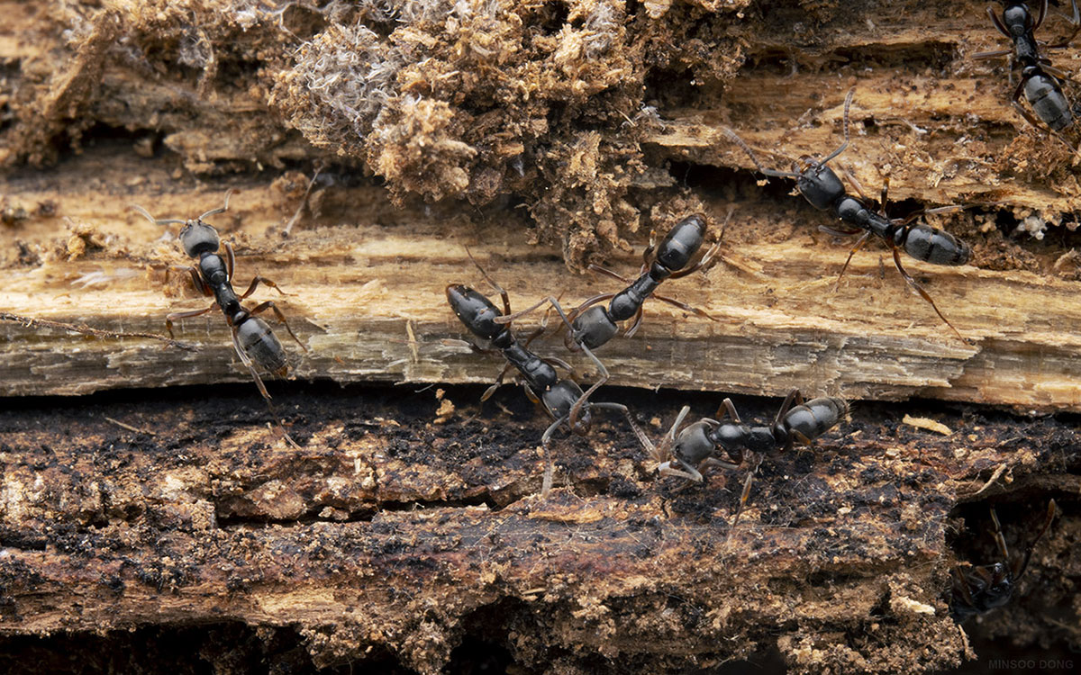 A nest of Asian Needle Ants.