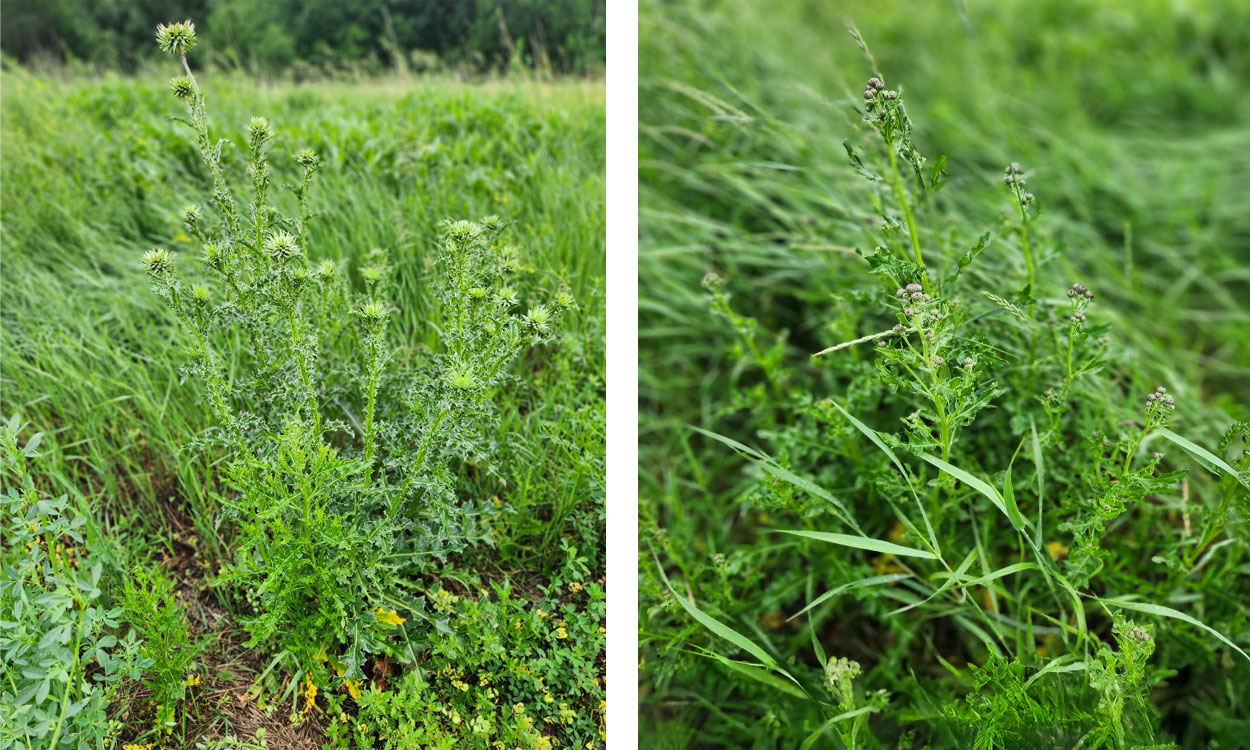 Two pictures of two different species of thistle. Both pictures are filled with a green thistle plant and various green plants in the background.