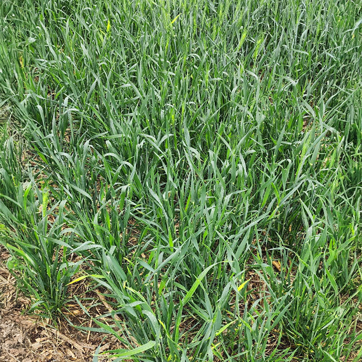 Green wheat plants with some yellowing throughout.