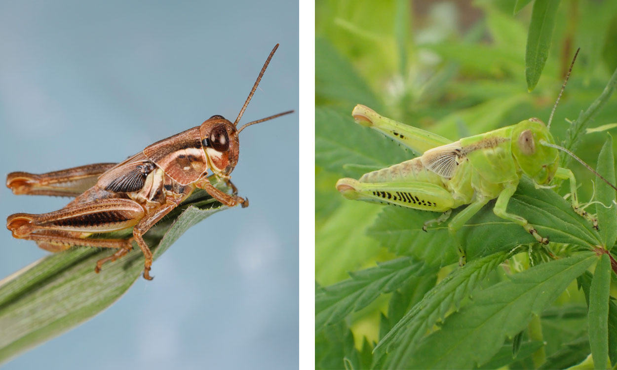 Redlegged and differential grasshopper nymphs.