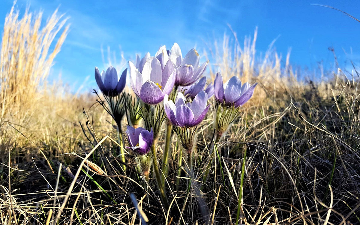 Prairie pasque flowers blooming in early spring.