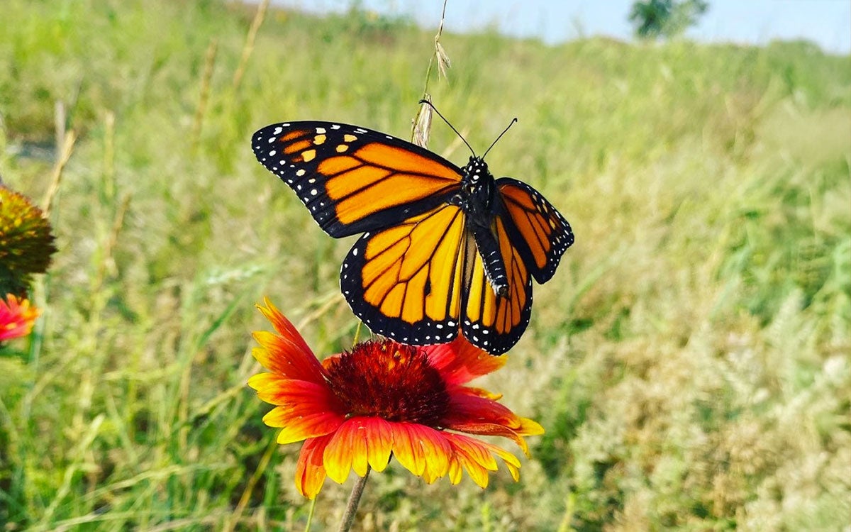 Monarch butterfly on a blanket flower.