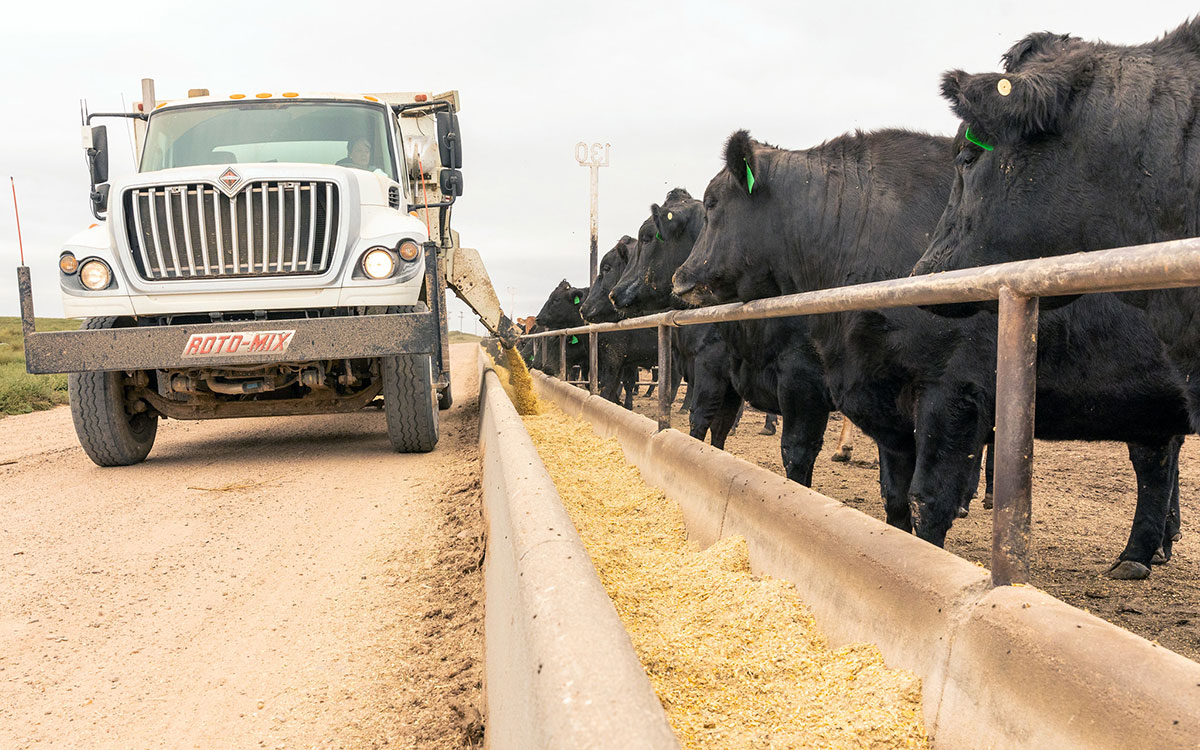 Cattle lined up along a feed bunk as a truck loads feed.