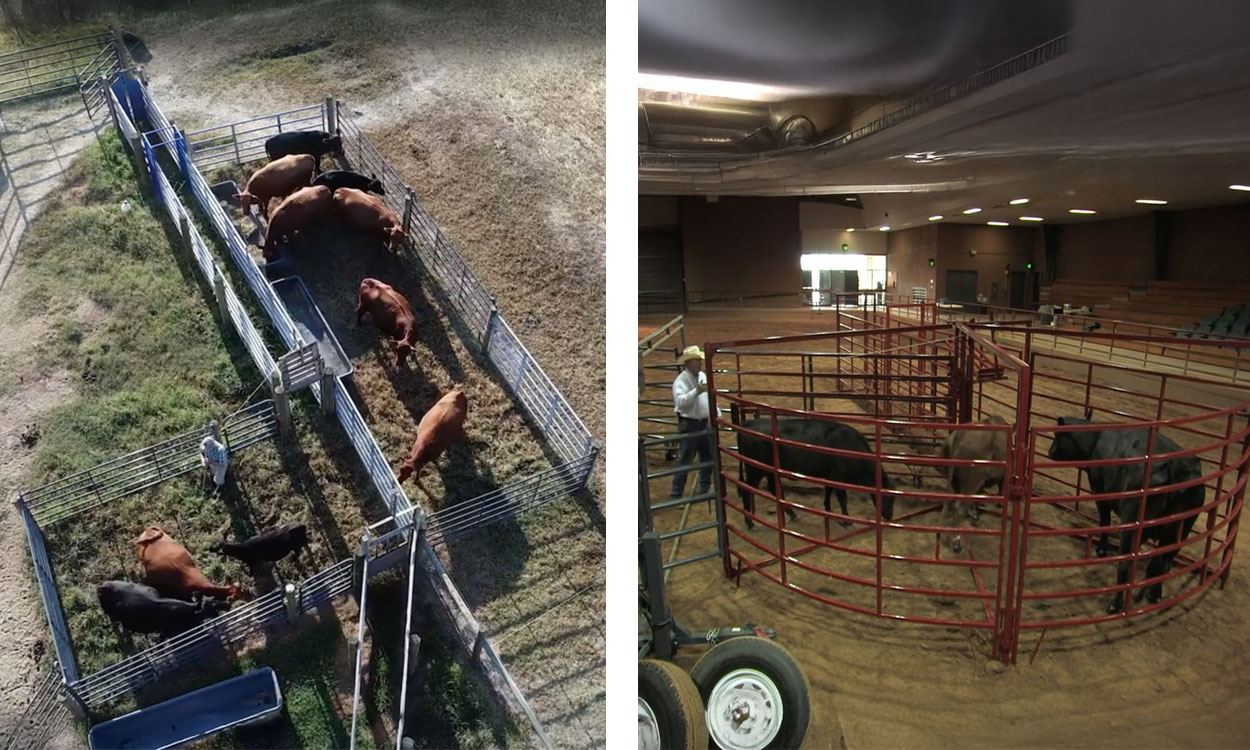 Left: Small group of cattle in a bud box pen. Right: Cattle gathered in a round tub structure.