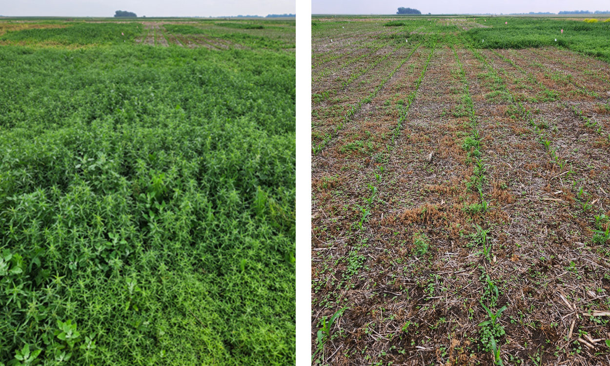 Left: Kochia growing abundantly in an untreated soybean field. Right: Kochia weeds burned down in a soybean field managed with an herbicide mixture.