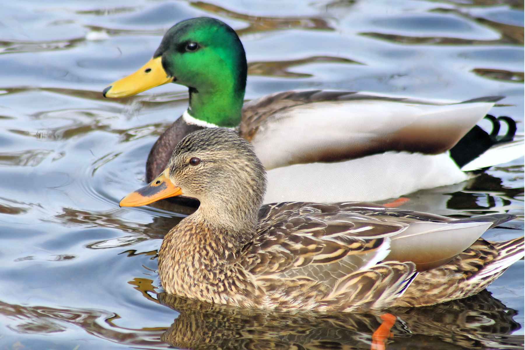 two ducks swimming in a pond
