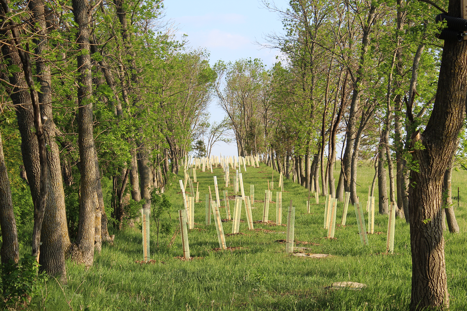 Newly planted trees