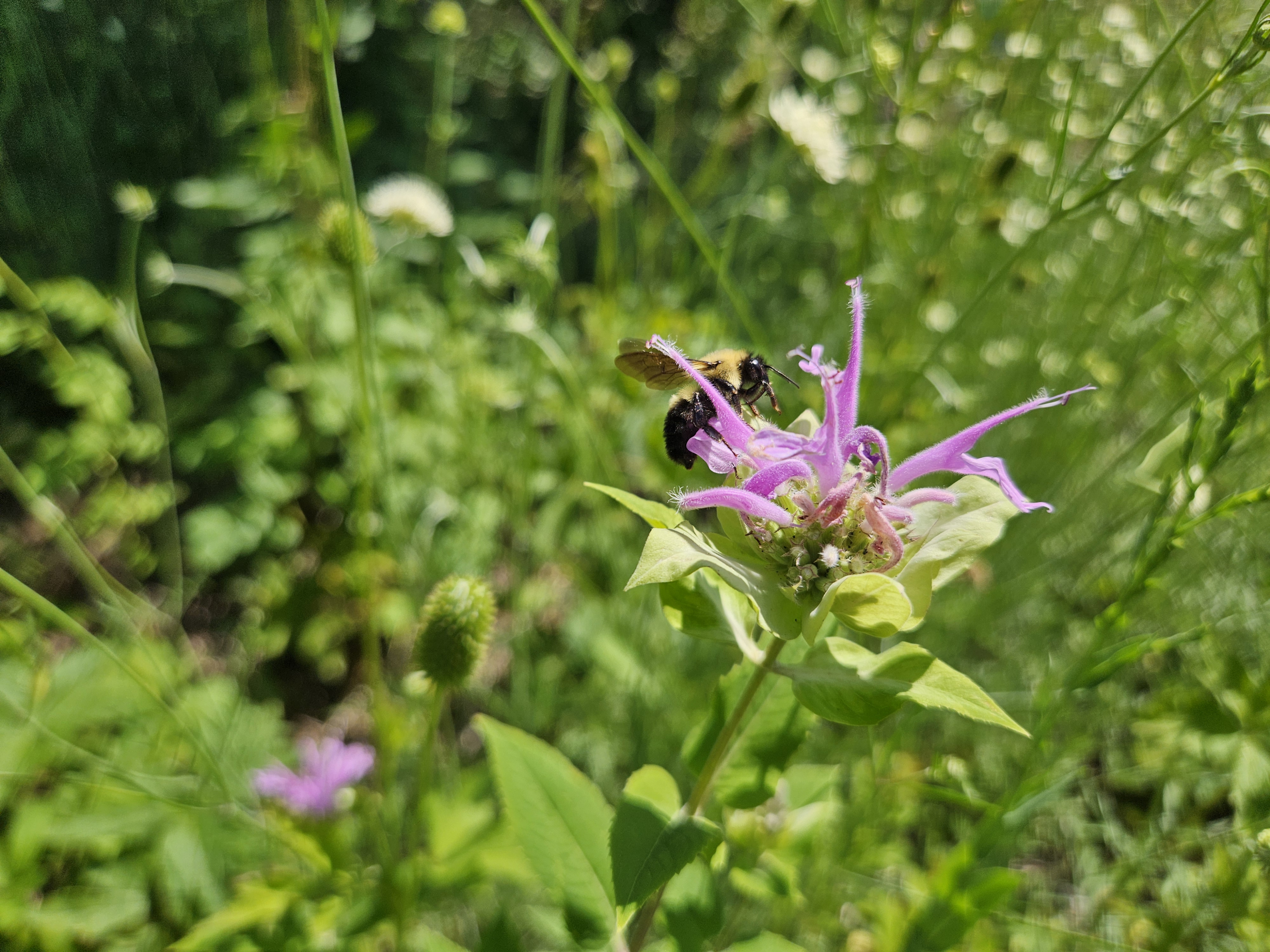 Bergamot flower in a field being pollinated by a honey bee