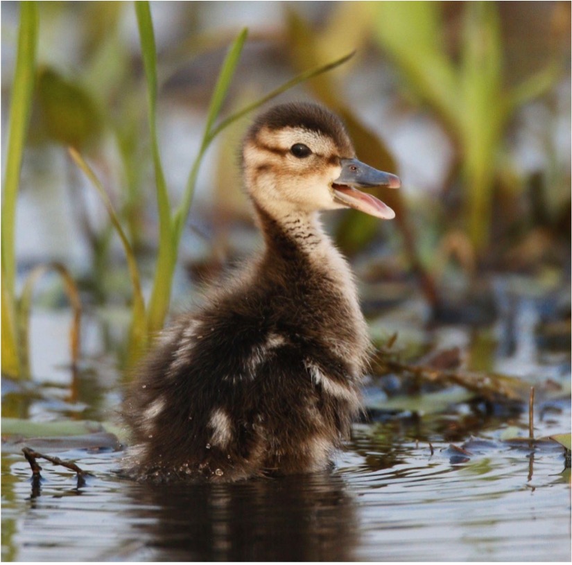 a small brown and yellow duckling in water with green foliage behind it