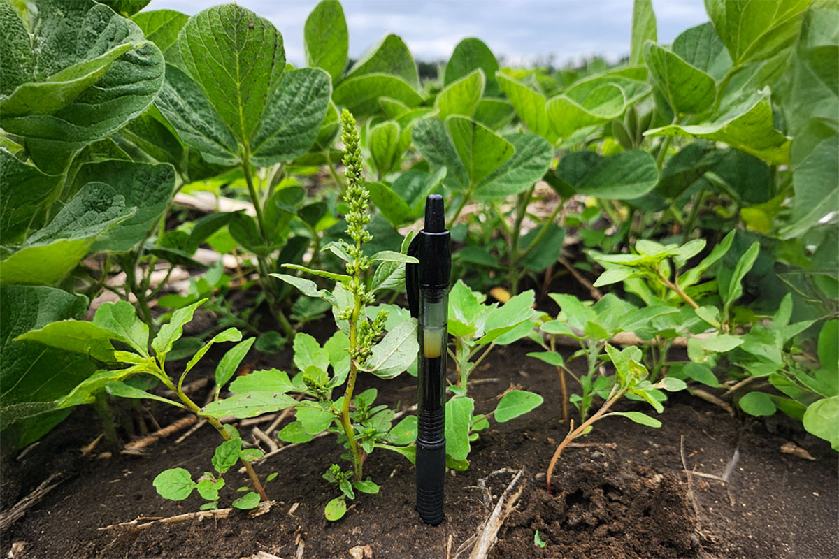Green waterhemp plant next to a black, ink pen. Green soybeans in the background with brown soil in the foreground.