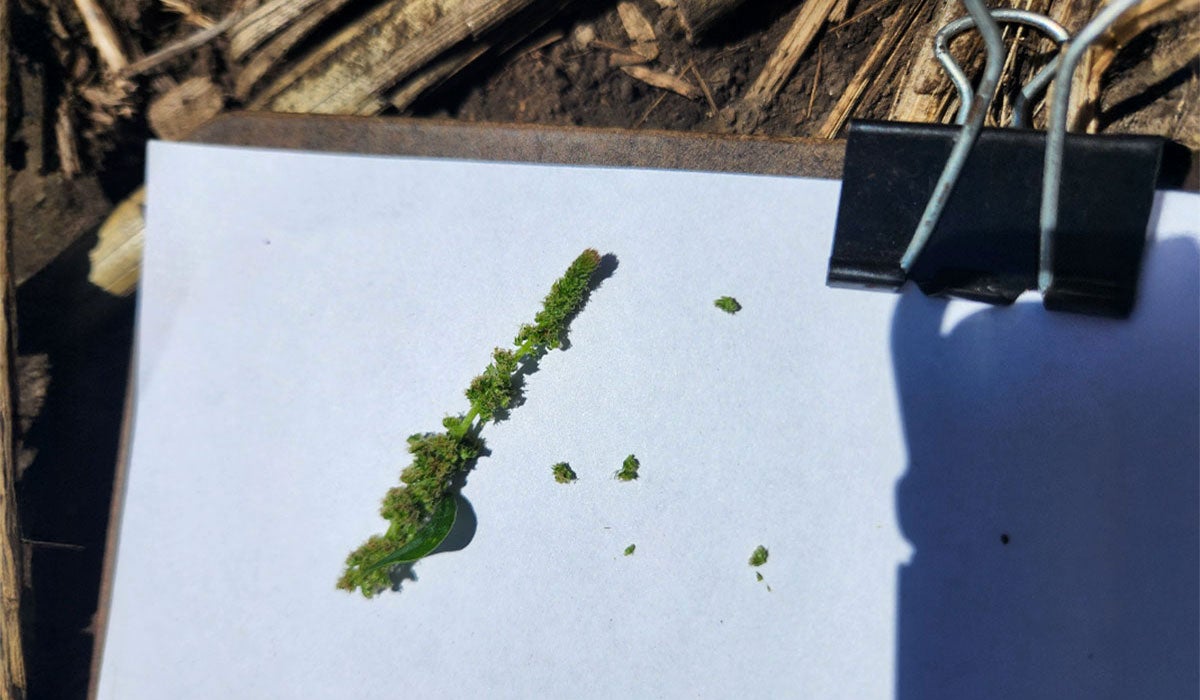 Green waterhemp flower on a white piece of paper.